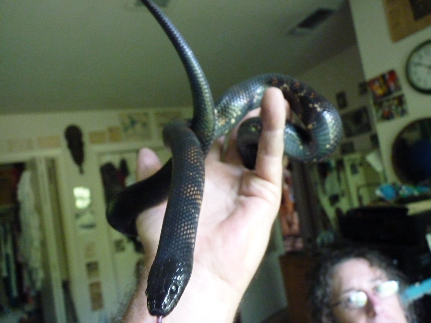 Accidental hybrids Mexican Black King X Black Milk Snake