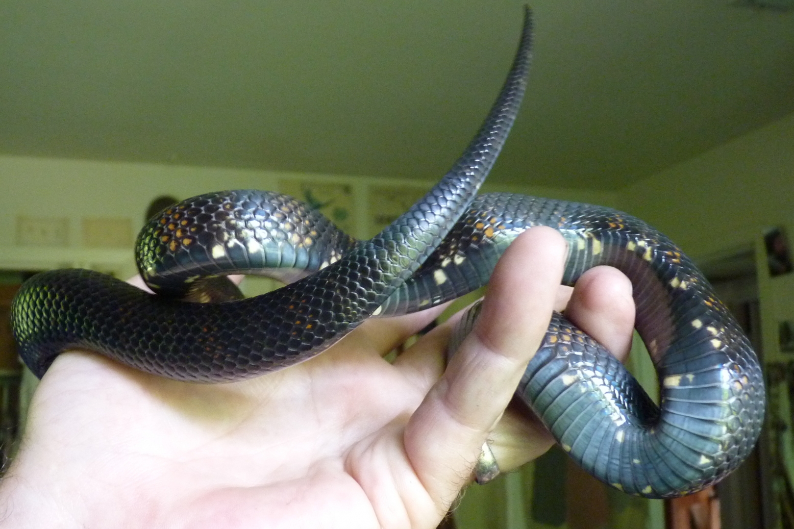 Accidental hybrids Mexican Black King X Black Milk Snake