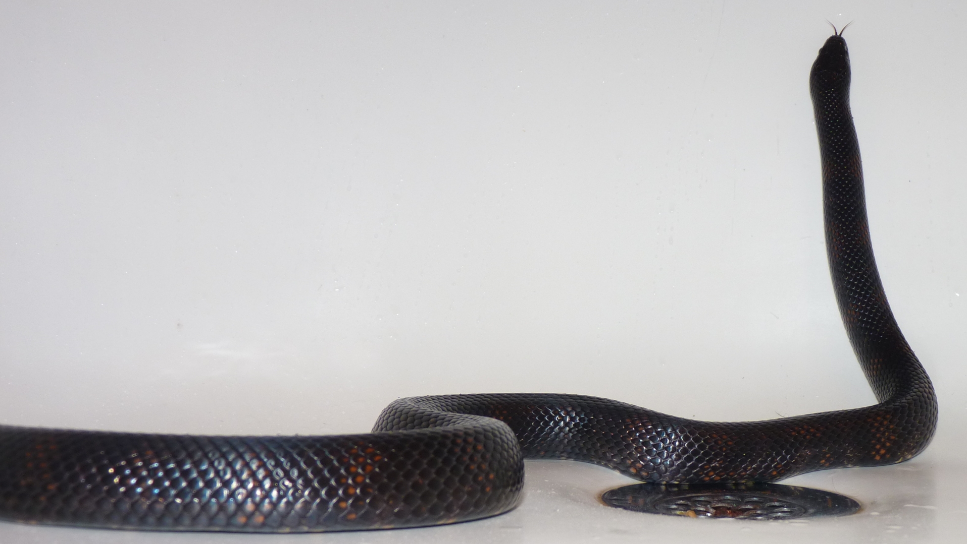 Accidental hybrids Mexican Black King X Black Milk Snake.