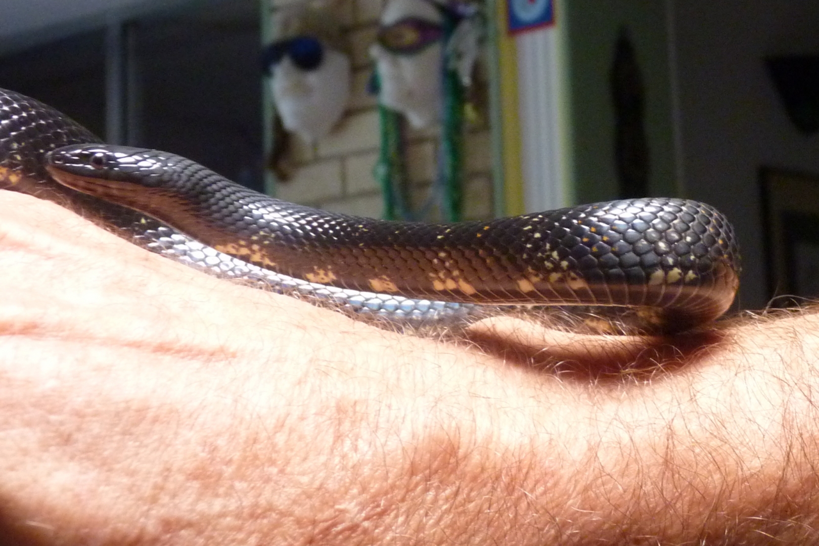 Accidental hybrids Mexican Black King X Black Milk Snake.
