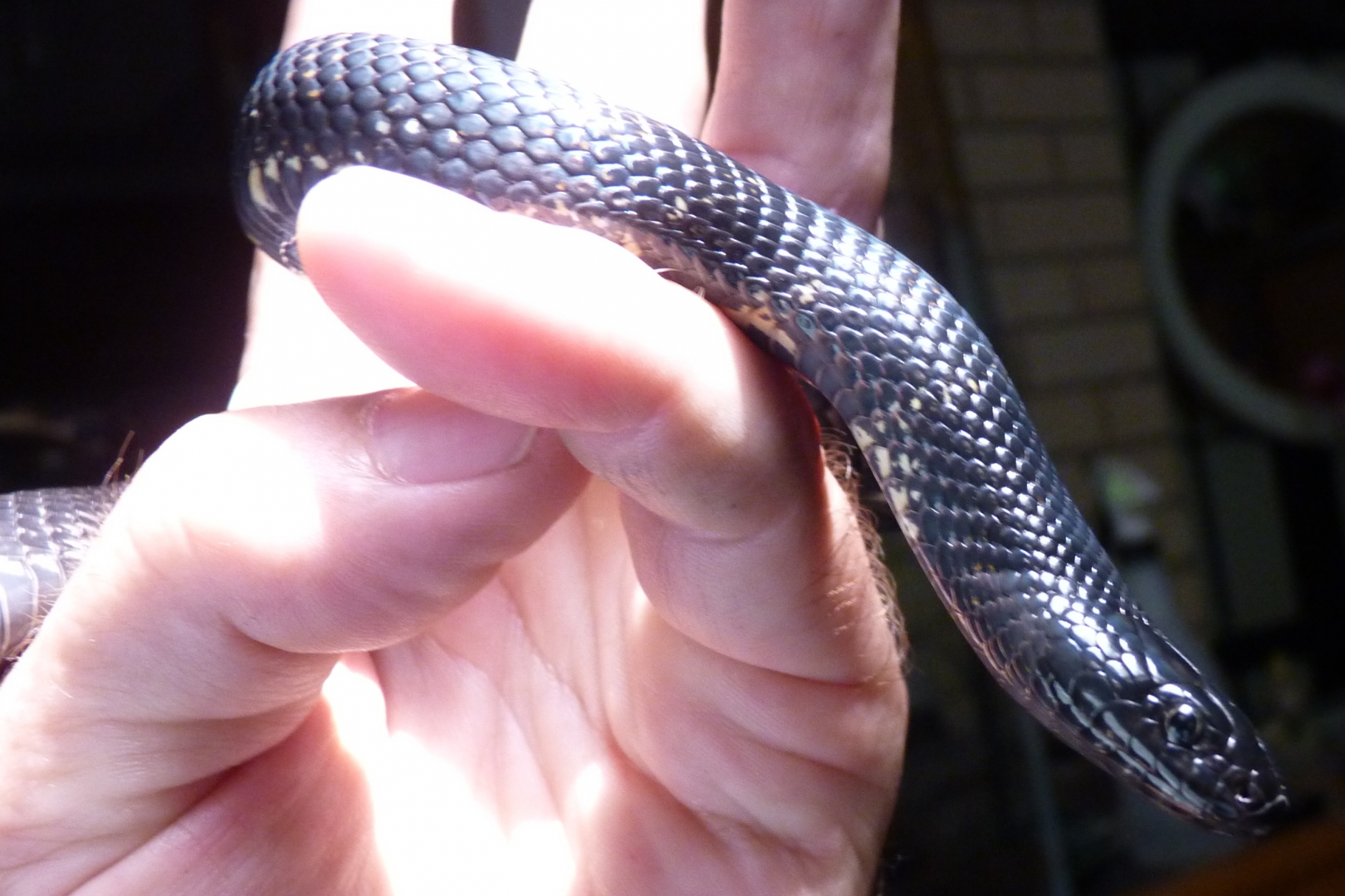 Accidental hybrids Mexican Black King X Black Milk Snake