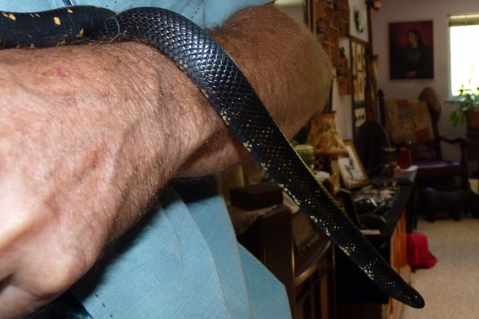 Accidental hybrids Mexican Black King X Black Milk Snake