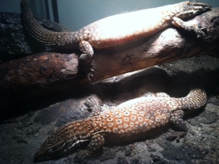 Ackie Monitors
