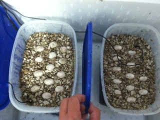 Ackie's eggs