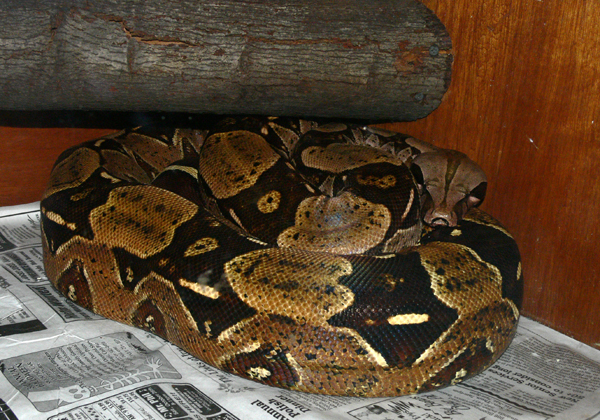 Adopted BCC female