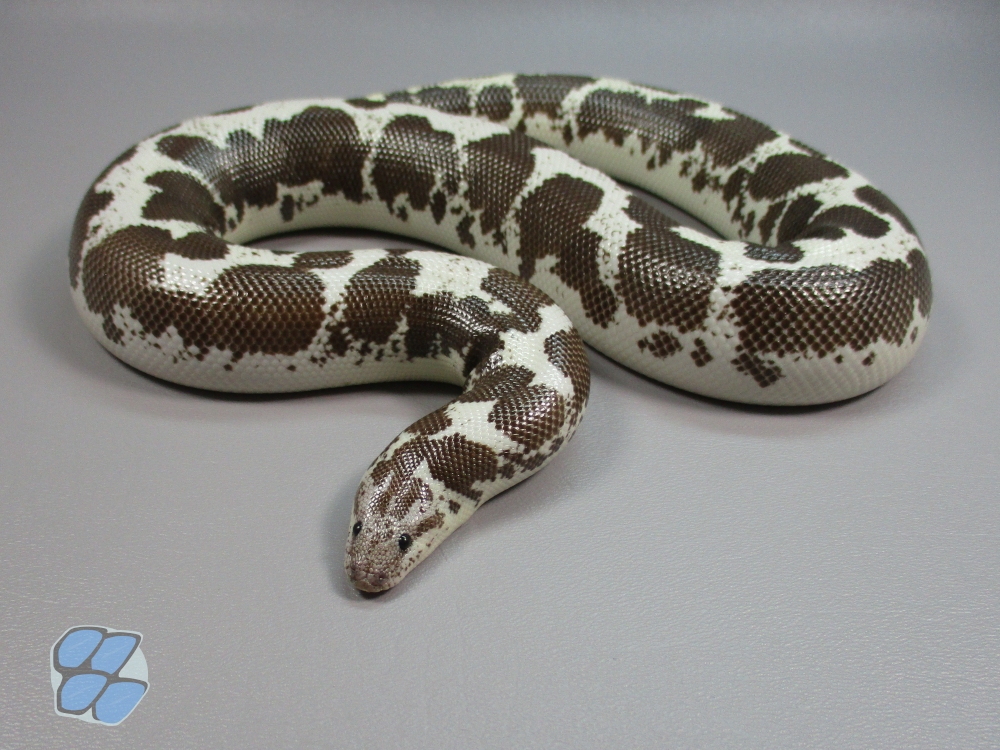 Adult anerythristic female