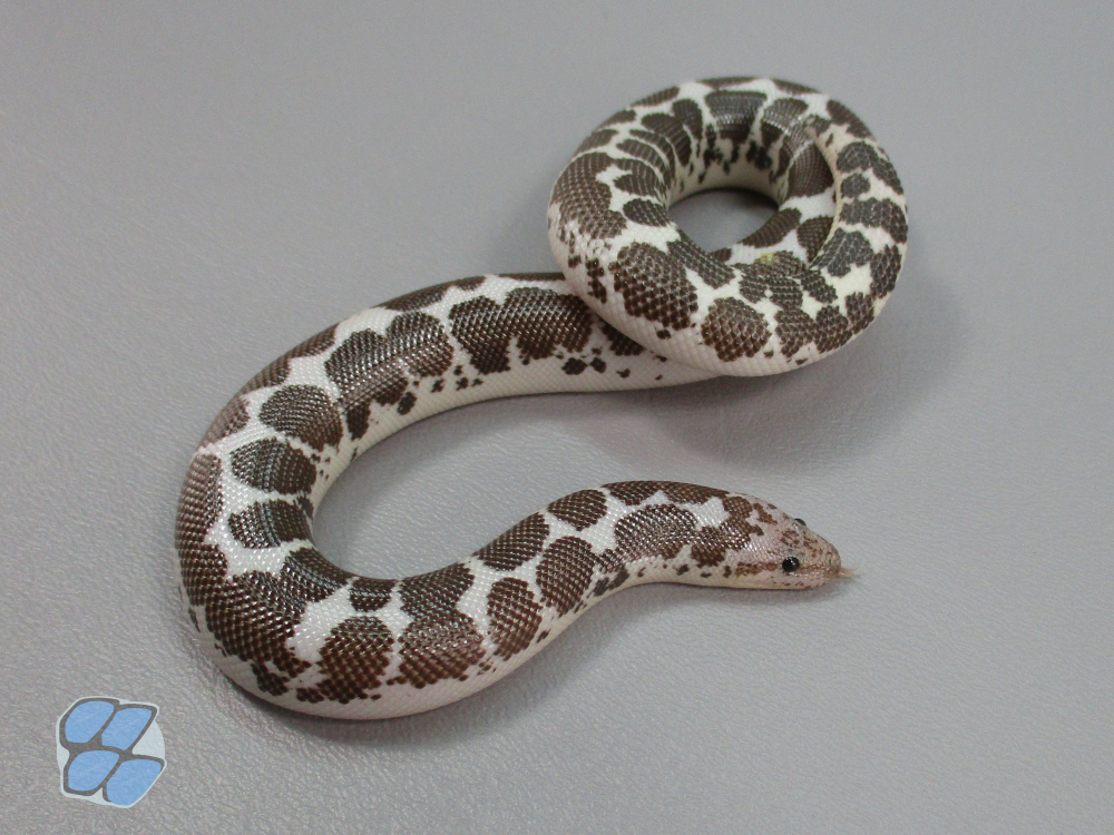 Adult anerythristic male