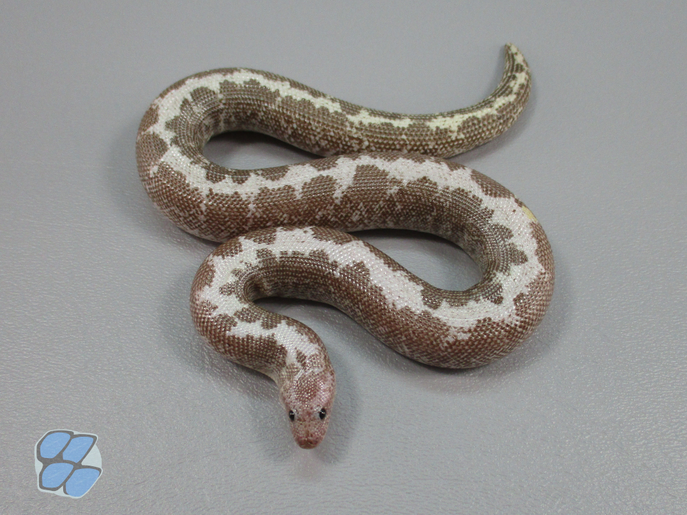 Adult anerythristic stripe male