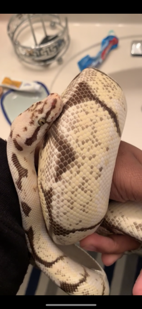 Adult Female Bumblebee Ball Python