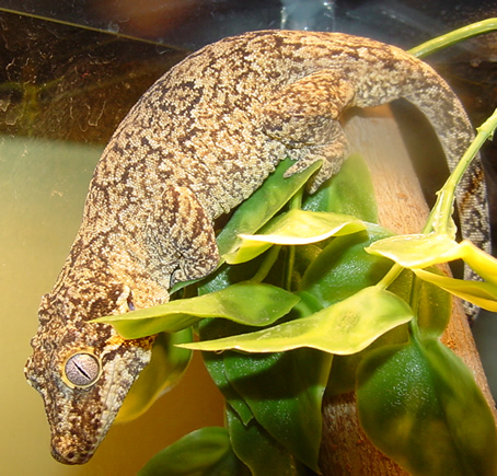 Adult Female Gargoyle