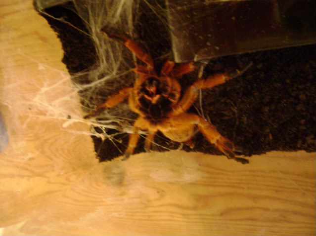 Adult Female OBT