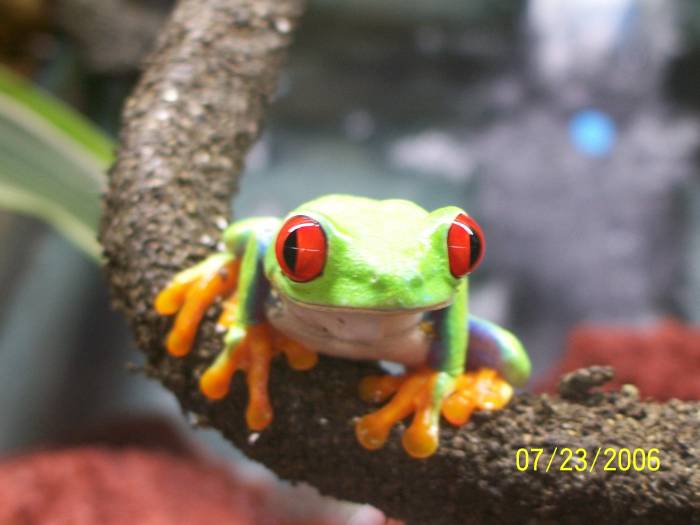 Adult Female Red-Eye