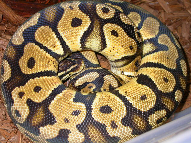 Adult Male Bell Line Pastel