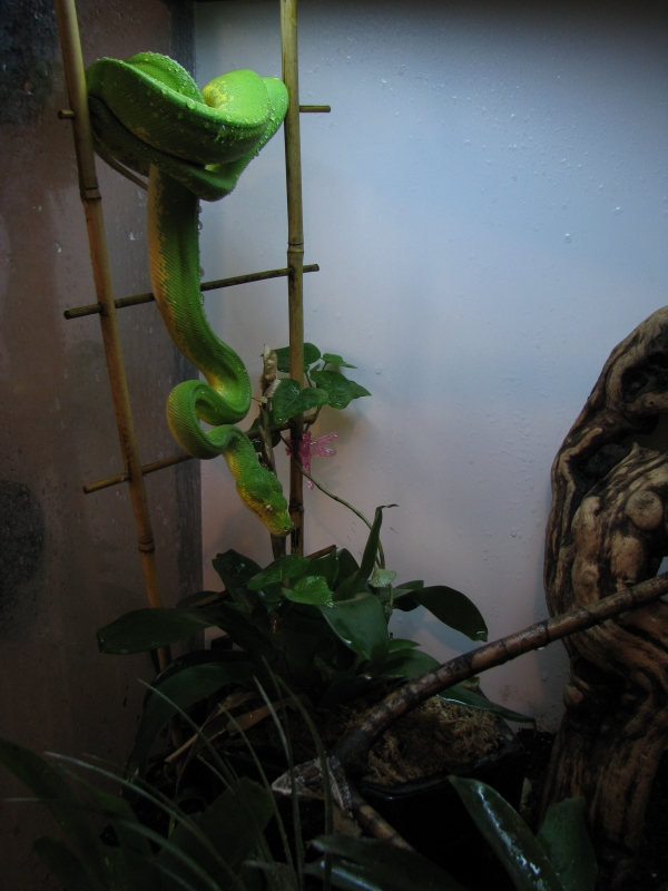 Adult Male GTP