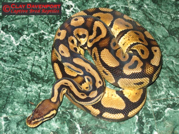 Adult male pastel