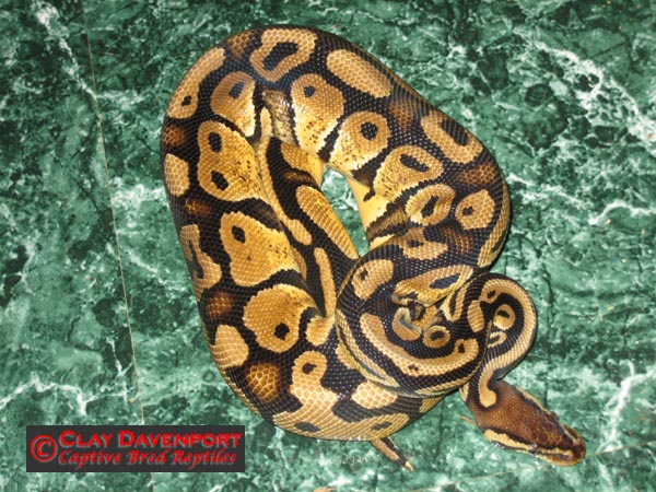 Adult male pastel