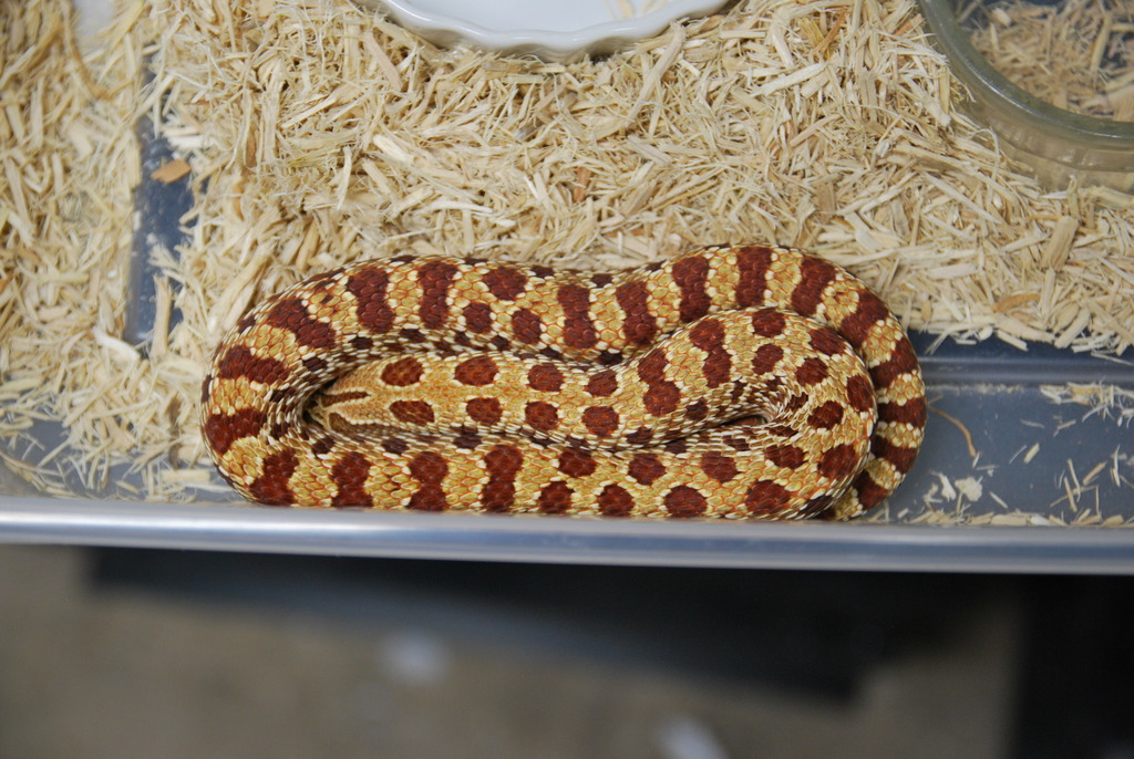 adult male "golden" hognose