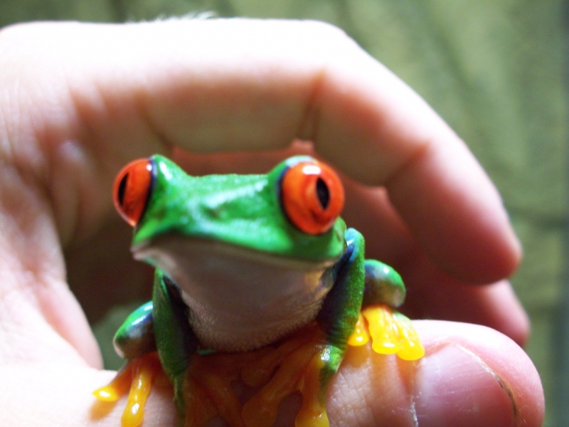 Adult Male Red-Eye