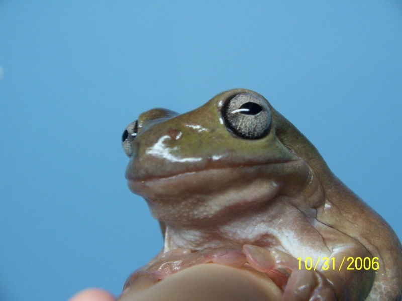 Adult Male White's Treefrog