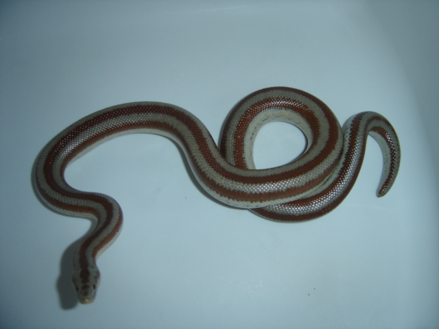 Adult San Felipe Rosy