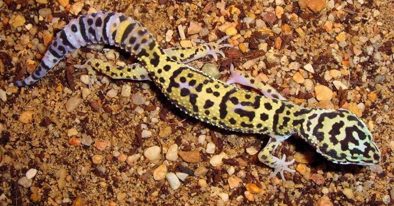 Afghanicus Juv. Female