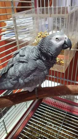 AFRICAN GREY PARROTS READY FOR NE HOMES.