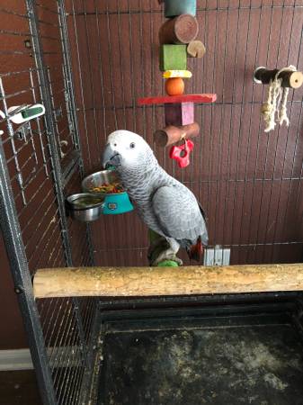 AFRICAN GREY PARROTS READY FOR NE HOMES.