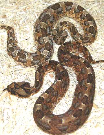 African Horned Adders