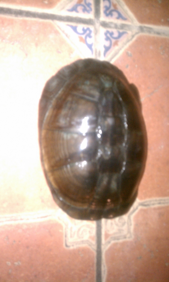 African Sideneck