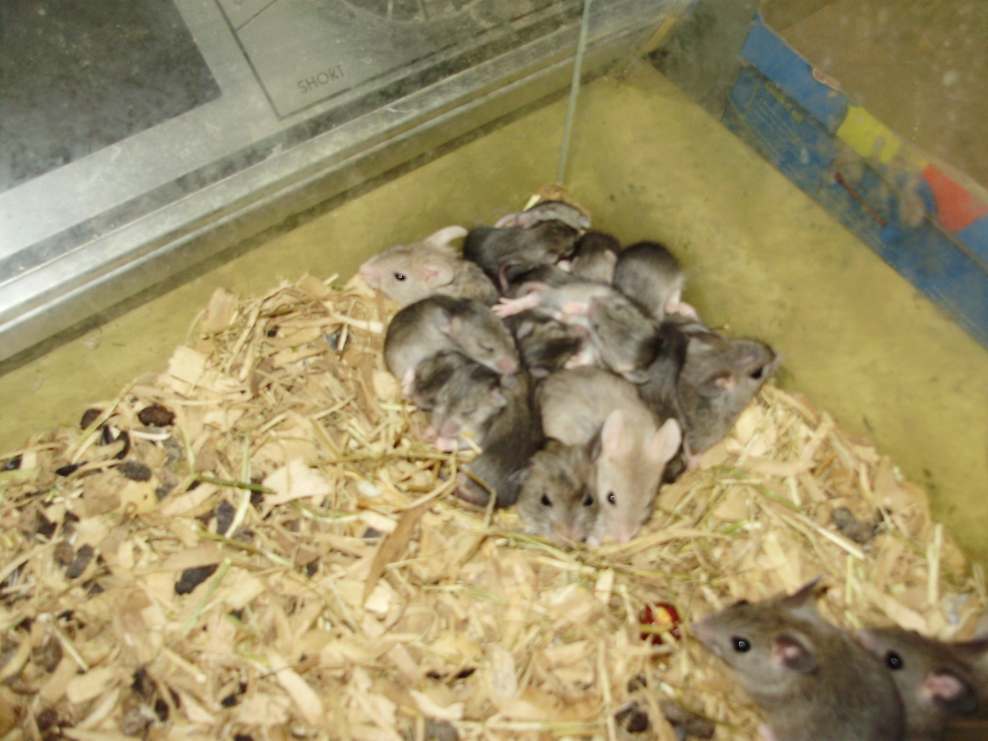 AFRICAN SOFT FUR RATS