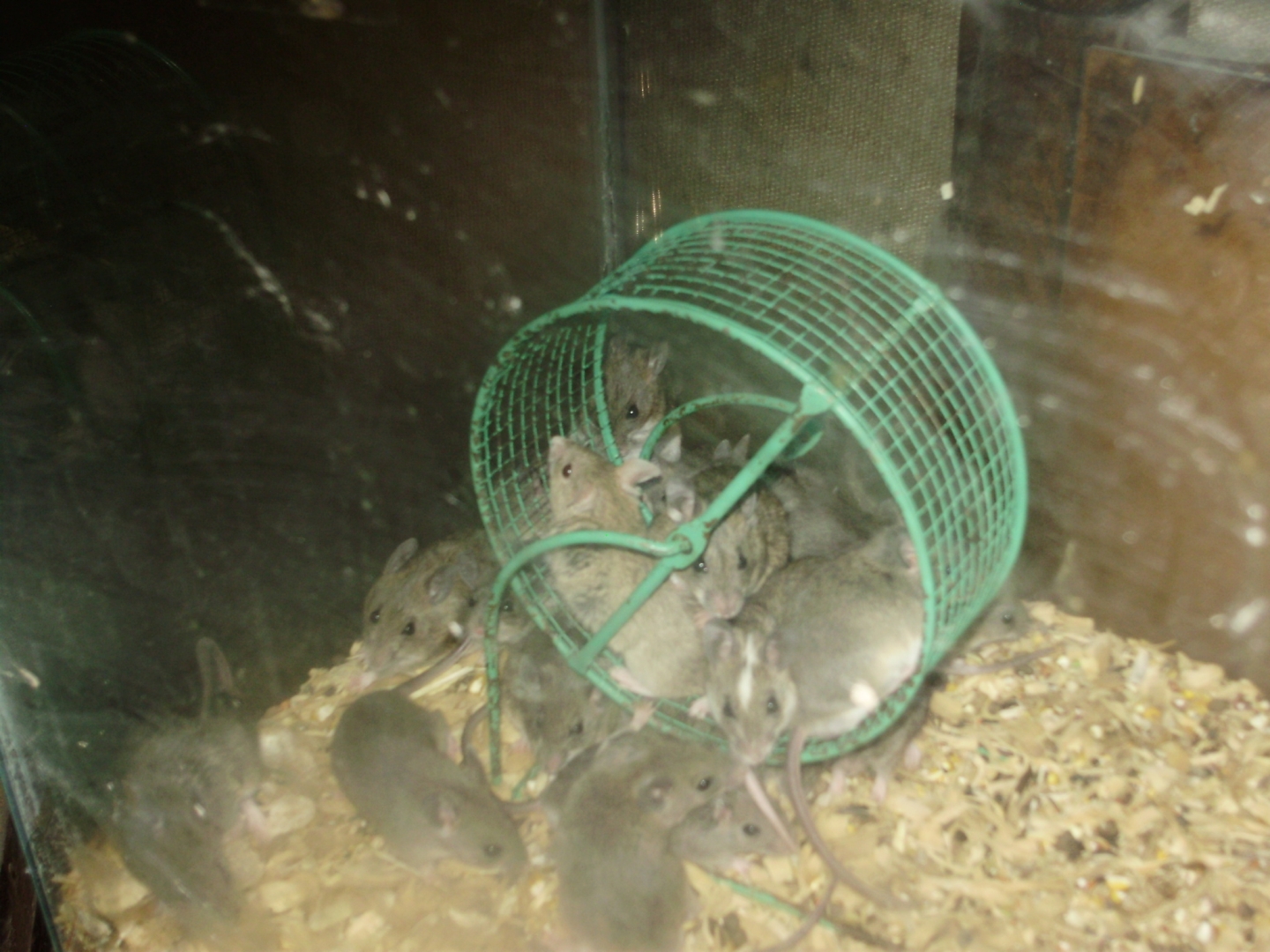 AFRICAN SOFT FUR RATS