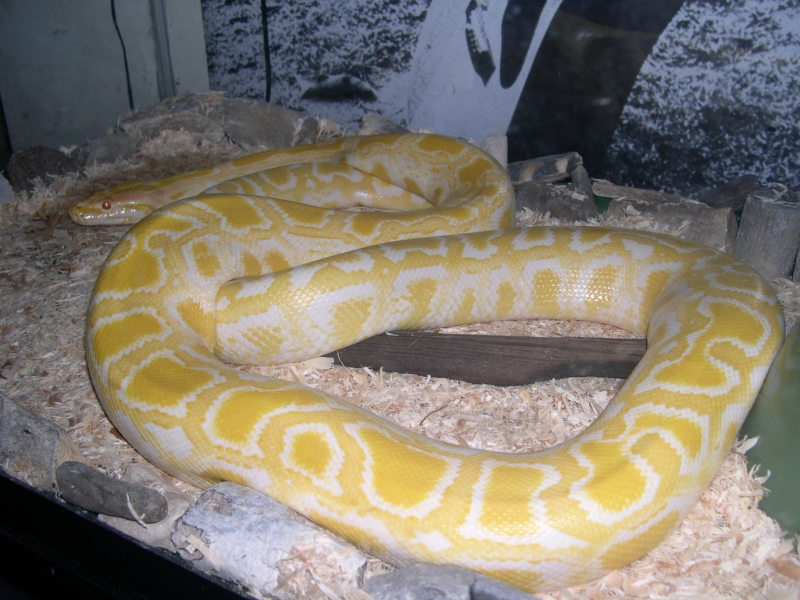 Alb Male Burm 6-7'