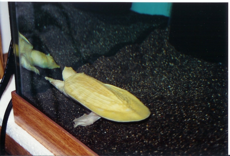 Albino Asian Softshell Female Pic4