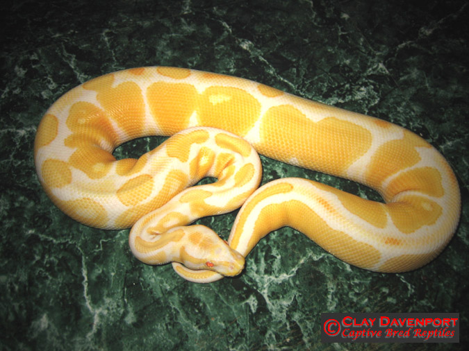 Albino Ball