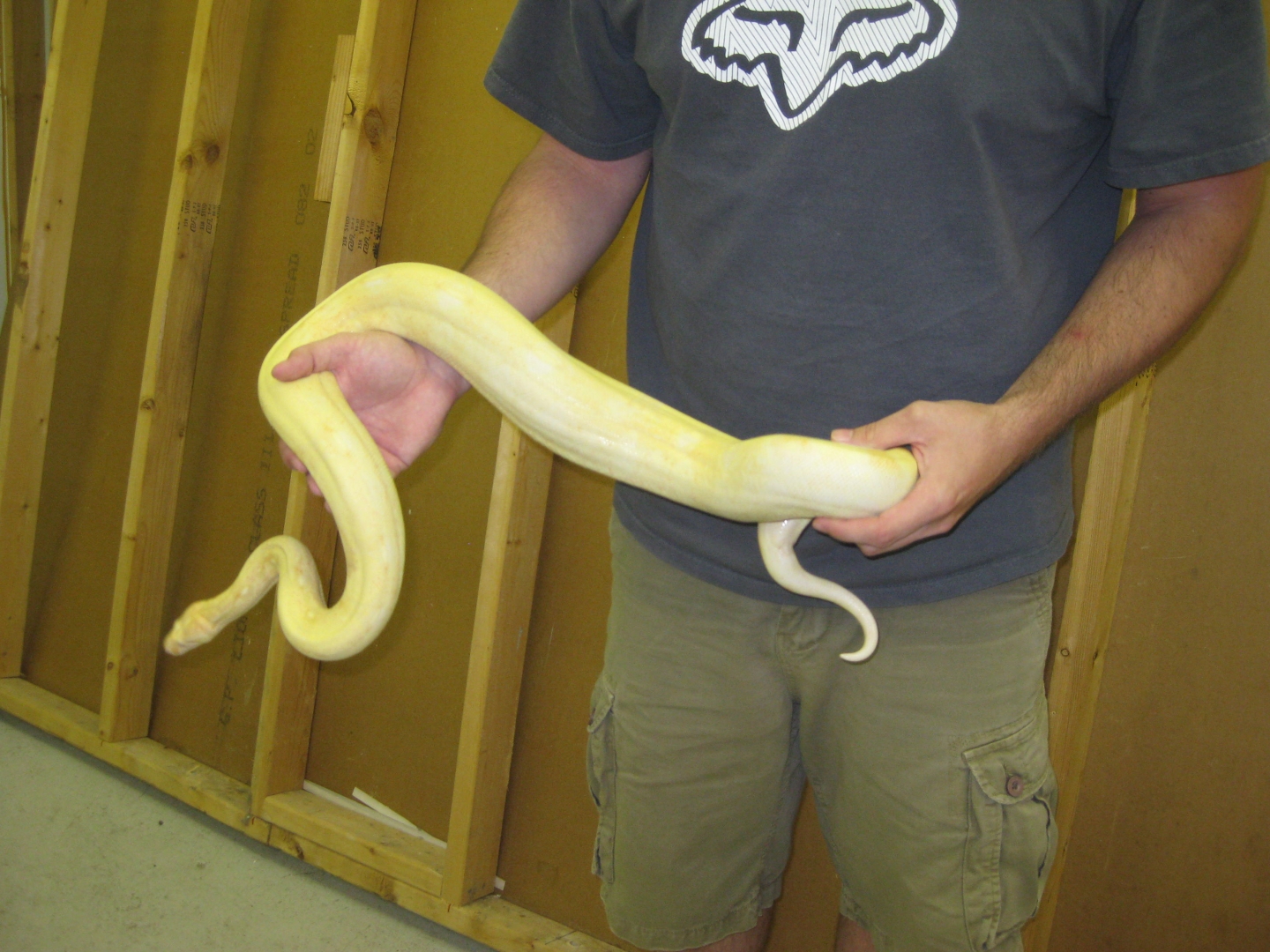 albino boa