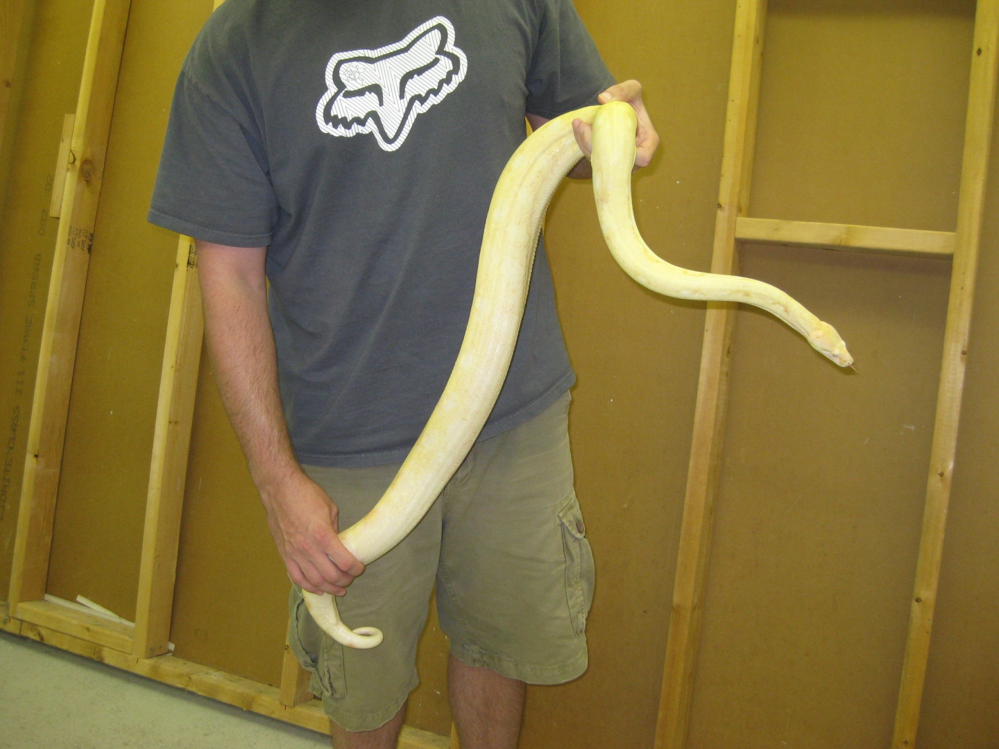 albino boa