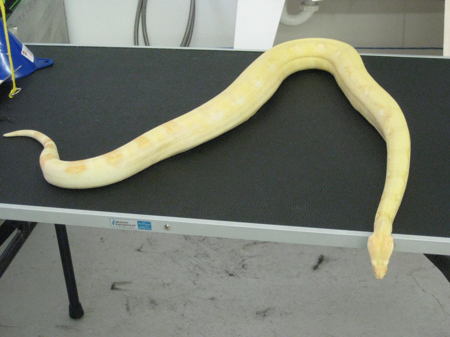 albino boa