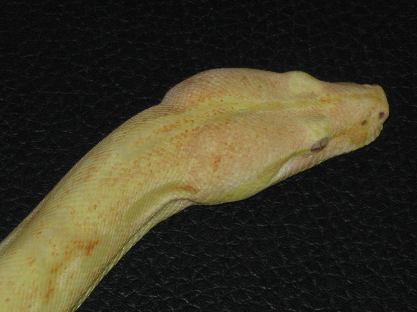 albino boa
