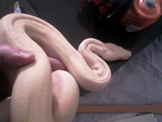 albino boa