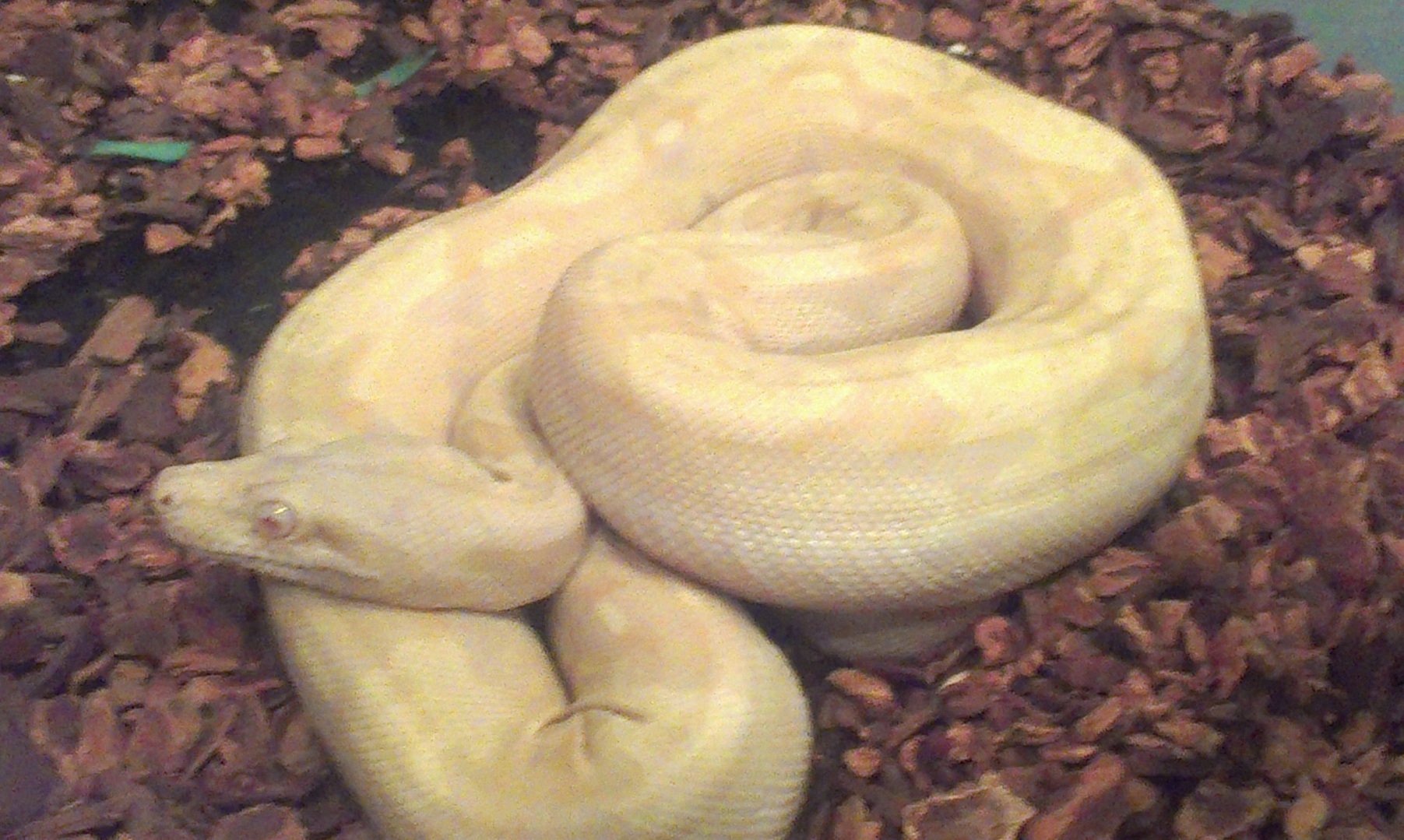 Albino boa