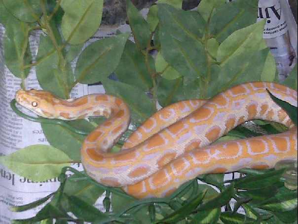 albino burmese