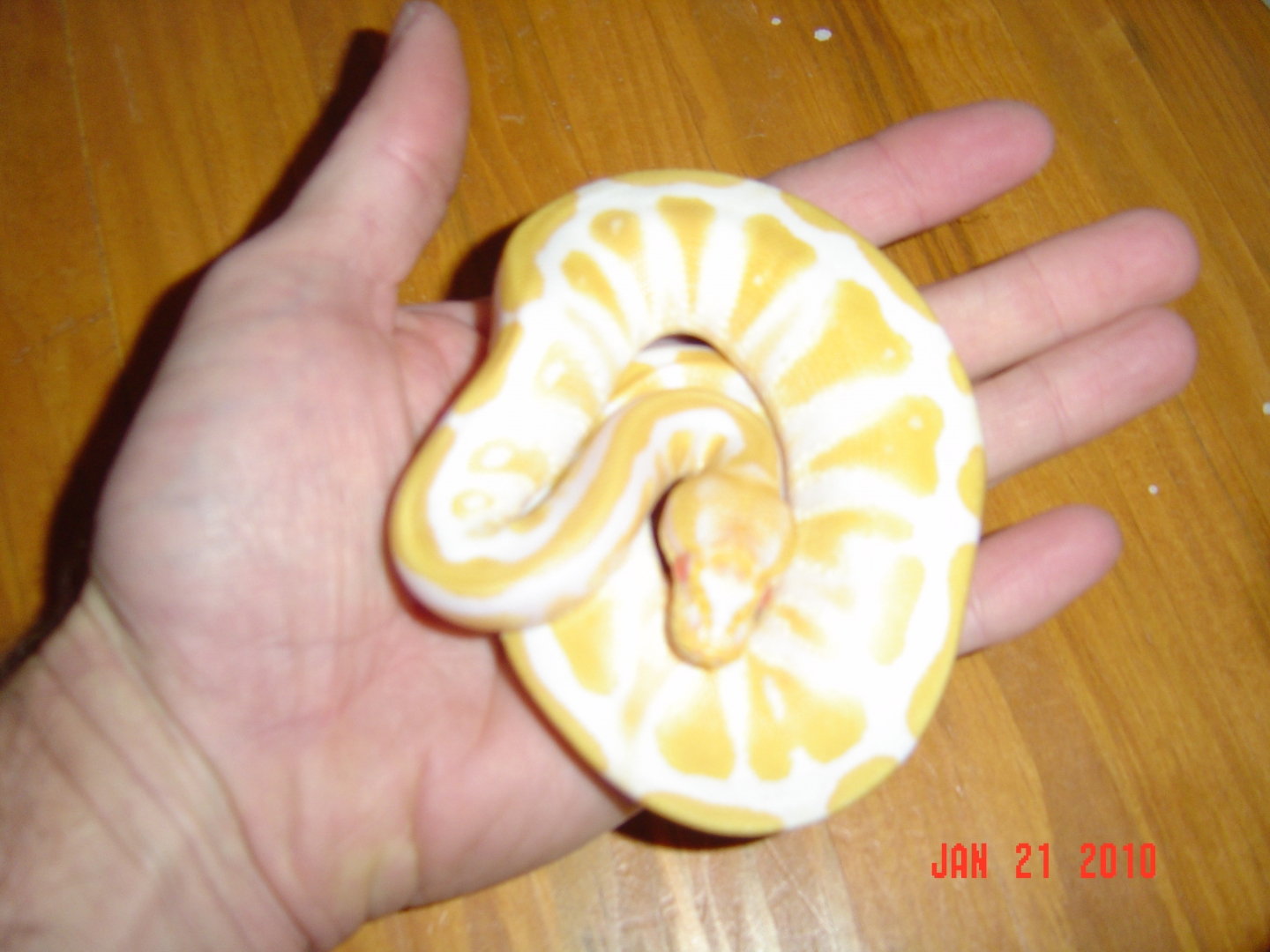 Albino female