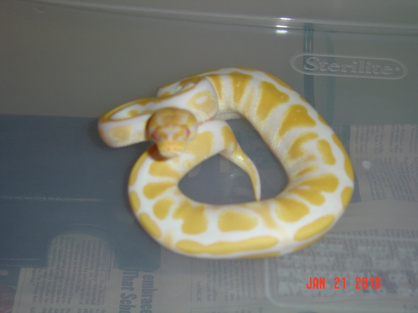 Albino female