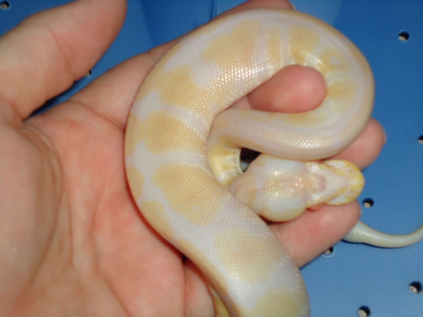 Albino Female