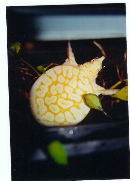 Albino Florida Softshell Baby Pic3