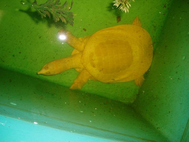 Albino Florida Softshell Female