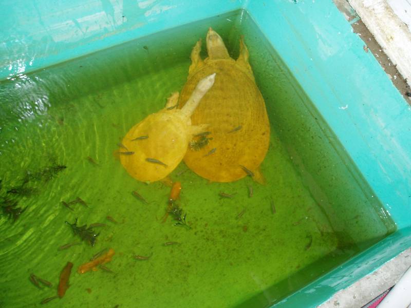 Albino Florida Softshell Females Pic1
