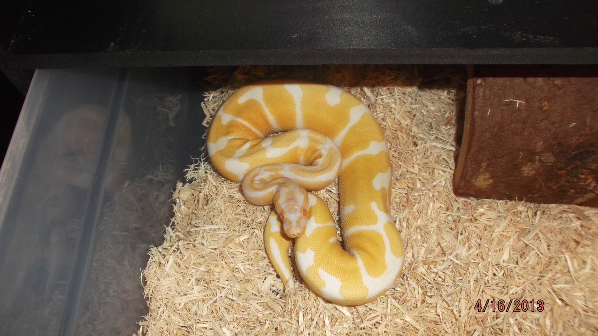 albino genetic banded