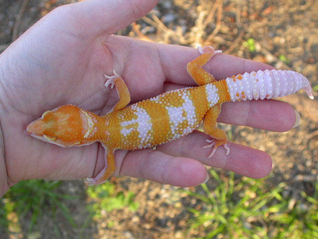 Albino Giant