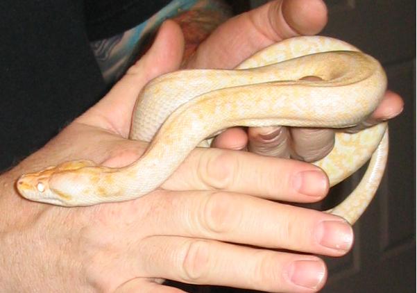 Albino Granite Burmese